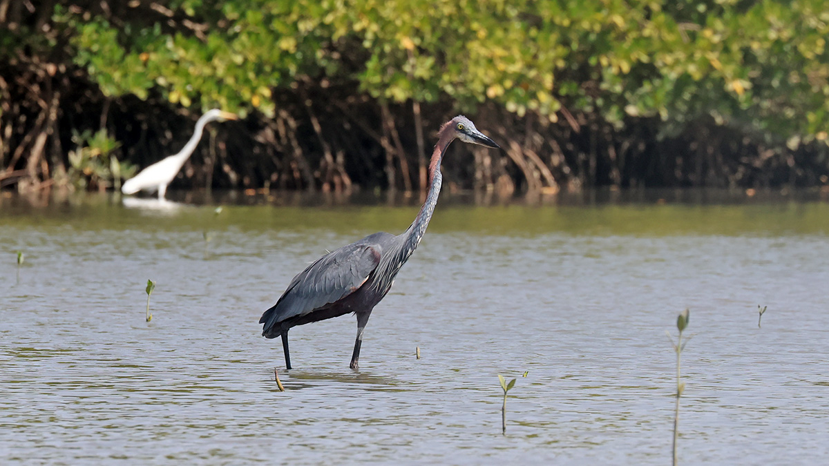 Goliath heron